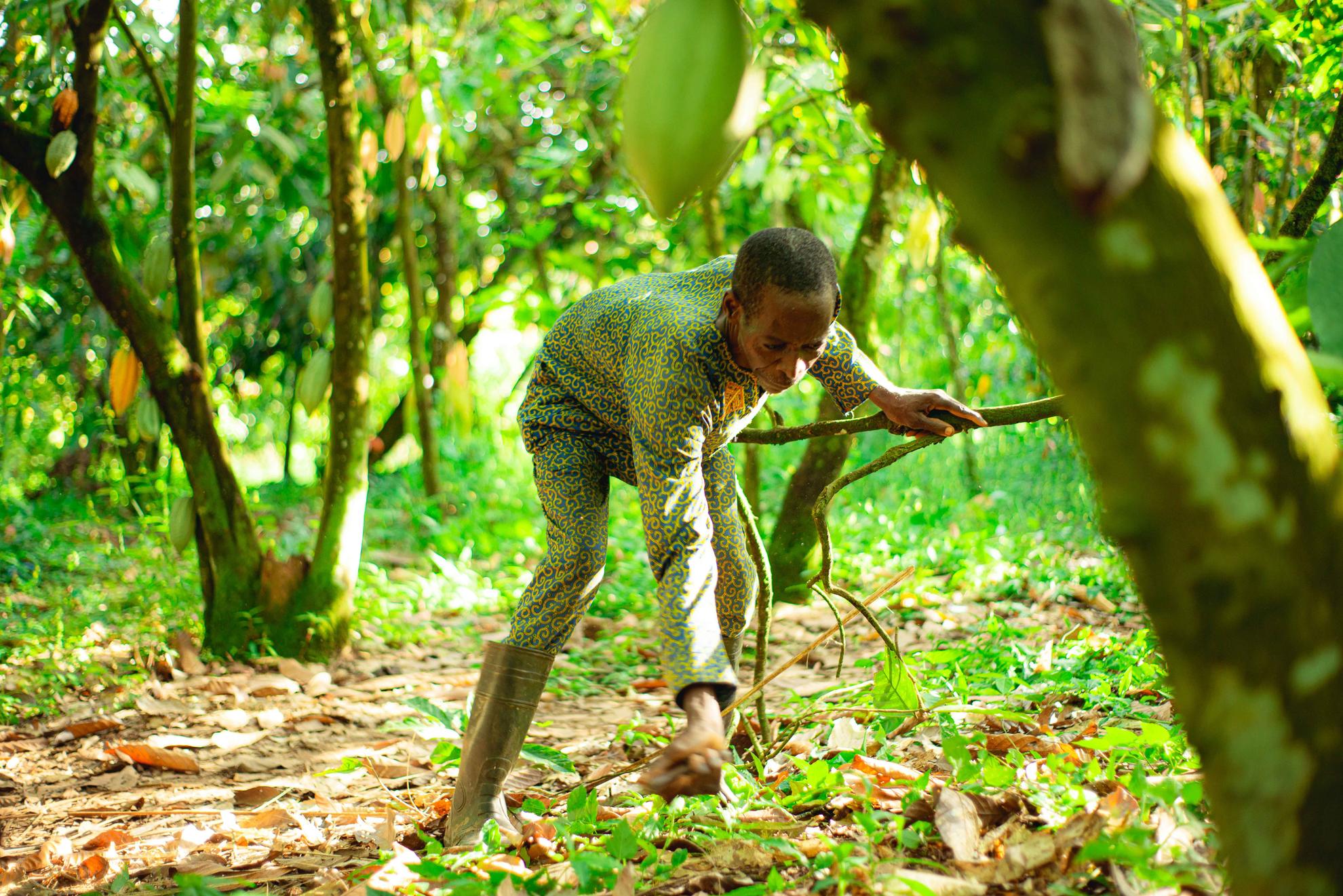 An AFEX cocoa farmer working on his farm. This depicts a functioning traceability system.