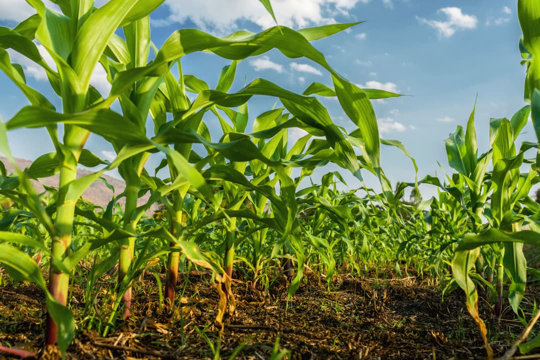 corn-field-blue-sky-background.jpg